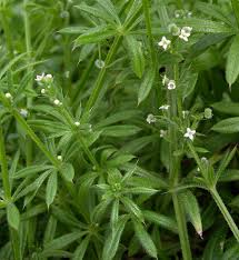 Attēlu rezultāti vaicājumam “Galium aparine”