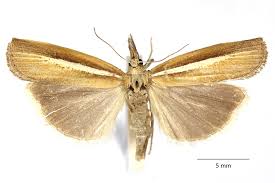 Attēlu rezultāti vaicājumam “Agriphila selasella”