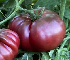 Afbeeldingsresultaat voor dark purple beefsteak tomato