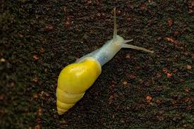 Attēlu rezultāti vaicājumam “Diderma rufostriatum sessile”