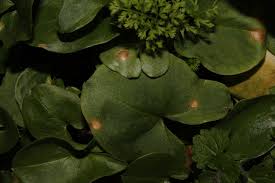 Attēlu rezultāti vaicājumam “Puccinia sessilis”