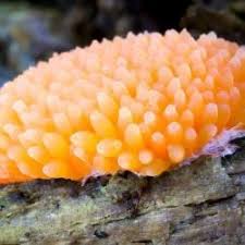 Attēlu rezultāti vaicājumam “Licea chelonoides”