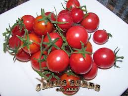 Afbeeldingsresultaat voor brandywine cherry tomato