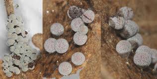 Attēlu rezultāti vaicājumam “Badhamiopsis praetermissa spores”