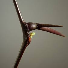 Attēlu rezultāti vaicājumam “Gleditsia triacanthos bud”