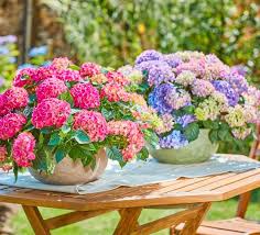 Attēlu rezultāti vaicājumam “Levisticum officinale flower”