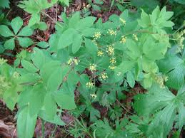 Attēlu rezultāti vaicājumam “Trachyspora intrusa”