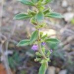 Attēlu rezultāti vaicājumam “Acinos arvensis leaf”