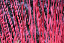 Attēlu rezultāti vaicājumam “Cornus alba”