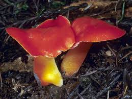 Attēlu rezultāti vaicājumam “Hygrocybe sp.”