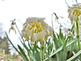 Attēlu rezultāti vaicājumam “Leucojum vernum var. carpathicum”