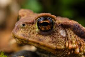 Attēlu rezultāti vaicājumam “Bufo bufo”