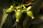 <b>Clusiaceae</b> Garcinia