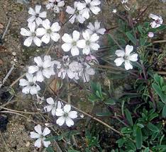 Attēlu rezultāti vaicājumam “Gypsophila fastigiata bud”