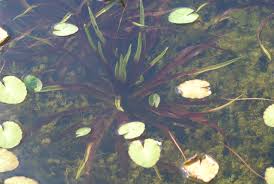 Attēlu rezultāti vaicājumam “Stratiotes aloides leaf”