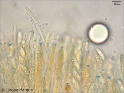 Attēlu rezultāti vaicājumam “Rutstroemia firma”