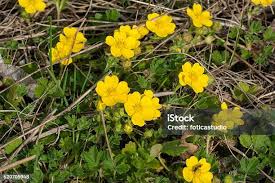 Attēlu rezultāti vaicājumam “Potentilla arenaria flower”