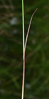 Attēlu rezultāti vaicājumam “Eriophorum gracile fruit”