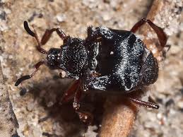 Attēlu rezultāti vaicājumam “Histeridae”