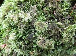 Attēlu rezultāti vaicājumam “Thamnobryum alopecurum”