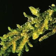 Attēlu rezultāti vaicājumam “Frullania fragilifolia”