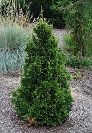 Attēlu rezultāti vaicājumam “Thuja plicata”