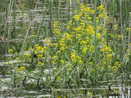 Attēlu rezultāti vaicājumam “Rorippa amphibia”
