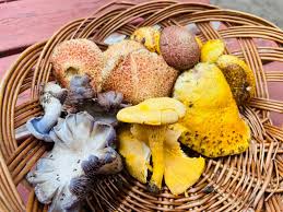 Attēlu rezultāti vaicājumam “Cantharellus cibarius”