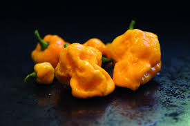 Afbeeldingsresultaat voor 7 pot hot pepper