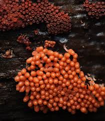 Attēlu rezultāti vaicājumam “Hemitrichia decipiens var. hemitrichoides spores”