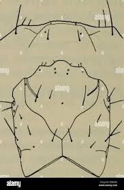 Attēlu rezultāti vaicājumam “Bembidion litorale”