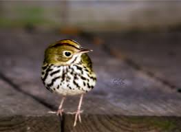 Image result for Seiurus aurocapilla