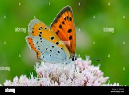 Attēlu rezultāti vaicājumam “Lycaena dispar female”