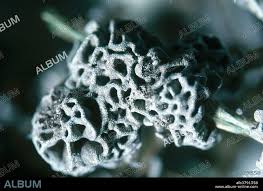 Attēlu rezultāti vaicājumam “Physarum album spores”