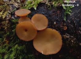 Attēlu rezultāti vaicājumam “Rutstroemia firma”