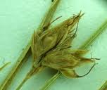 Attēlu rezultāti vaicājumam “Rhynchospora alba fruit”