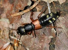 Attēlu rezultāti vaicājumam “Staphylinus erythropterus”