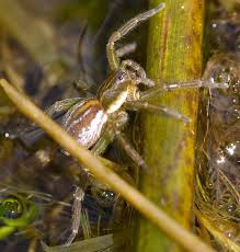 Attēlu rezultāti vaicājumam “Plagiothecium latebricola macro”