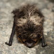 Attēlu rezultāti vaicājumam “Eptesicus nilssonii”