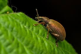 Attēlu rezultāti vaicājumam “Polydrusus mollis”