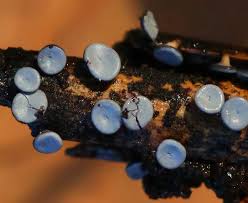 Attēlu rezultāti vaicājumam “Diderma radiatum plasmodium”