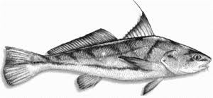 Image result for Menticirrhus littoralis