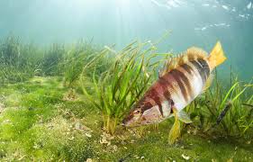 Image result for Serranus scriba