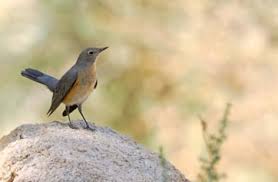 Image result for Irania gutturalis