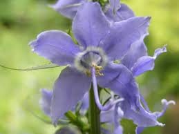 Image result for Campanula americana