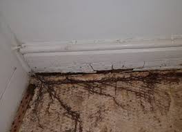 Attēlu rezultāti vaicājumam “Coniophora puteana”