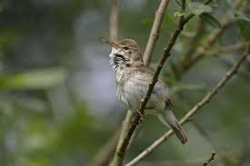 Attēlu rezultāti vaicājumam “Acrocephalus dumetorum”