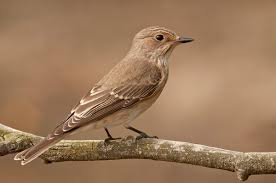 Attēlu rezultāti vaicājumam “Muscicapa striata juvenile”
