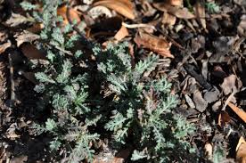 Attēlu rezultāti vaicājumam “Anthemis tinctoria leaf”