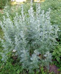 Image result for Artemisia absinthium